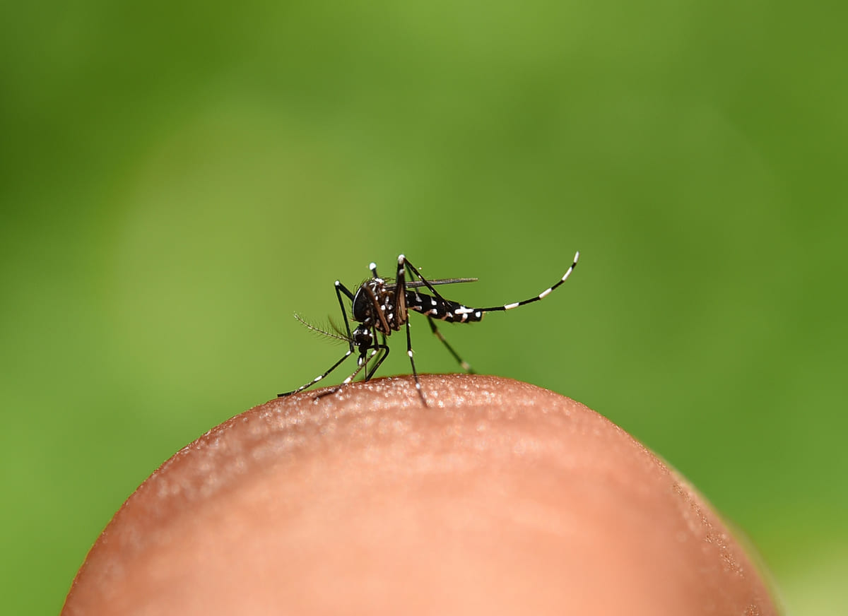 Dengue: Brasil enfrenta a pior epidemia