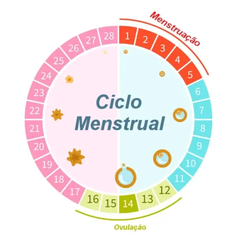 Guia de estudos: ciclo menstrual