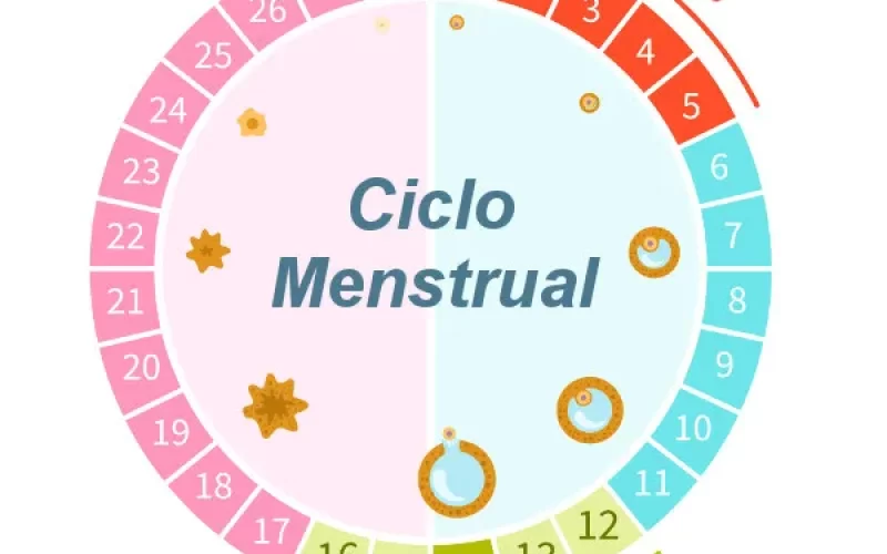 Guia de estudos: ciclo menstrual