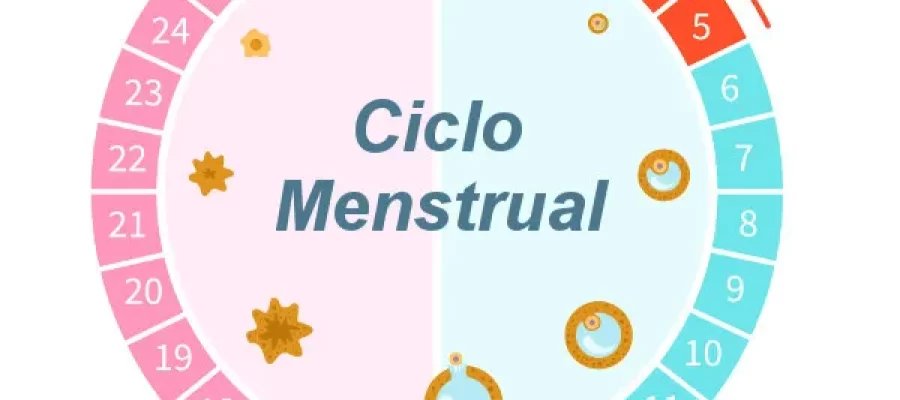 Guia de estudos: ciclo menstrual