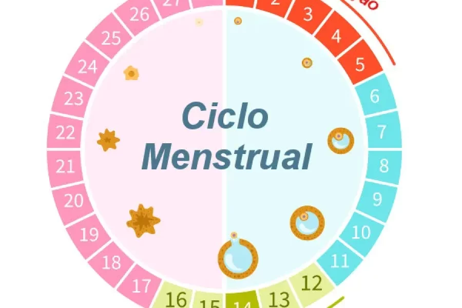 Guia de estudos: ciclo menstrual
