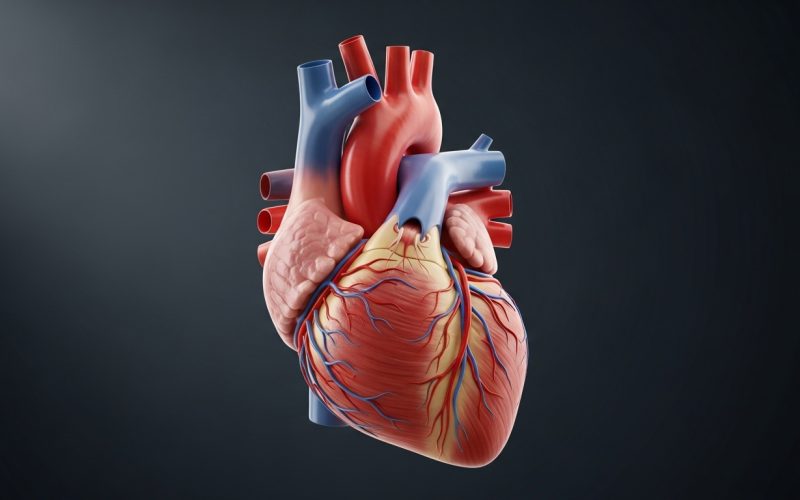 Infarto: causas, sintomas, diagnóstico e prevenção