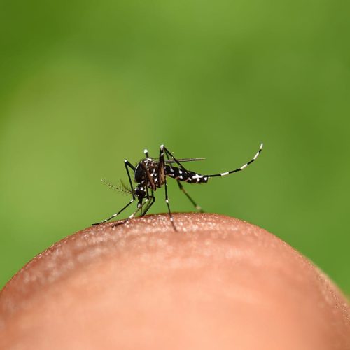 Dengue: Brasil enfrenta a pior epidemia