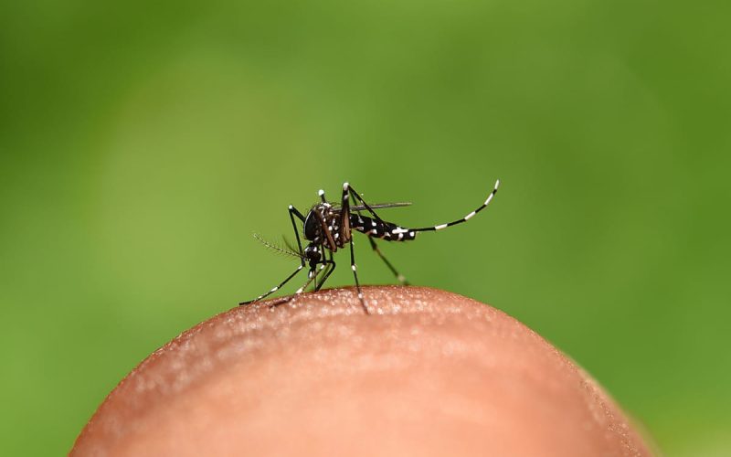 Dengue: Brasil enfrenta a pior epidemia