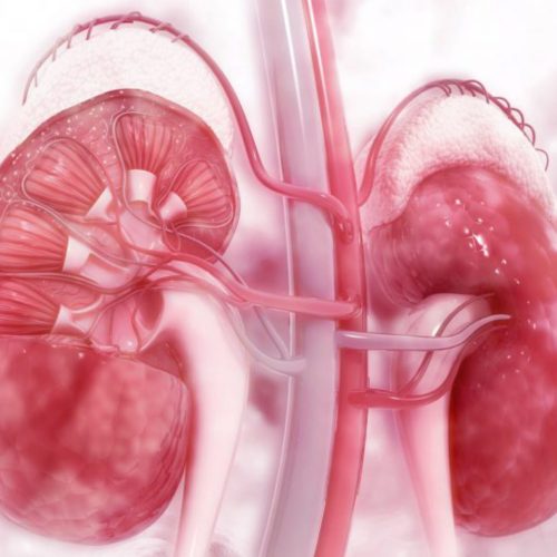 Guia de estudo: doença renal crônica