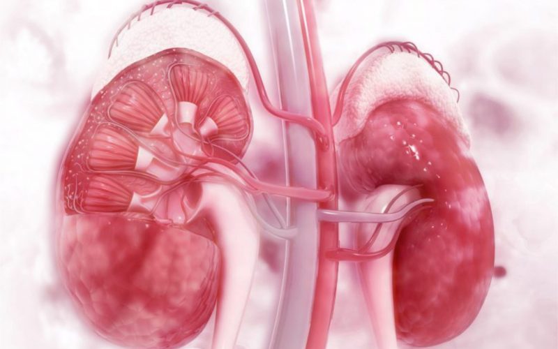 Guia de estudo: doença renal crônica
