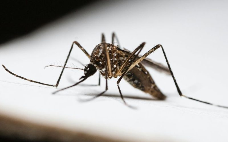 Alerta dengue: proteja-se agora